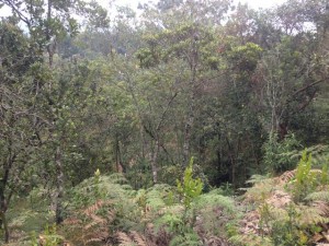 vendo lote parcelacion las palmas (5)