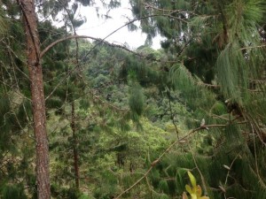 vendo lote parcelacion las palmas (6)